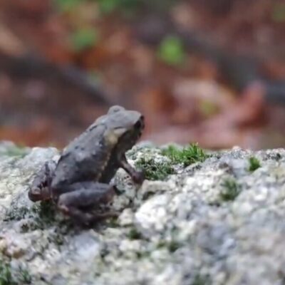「宝満山のヒキガエル」を追って